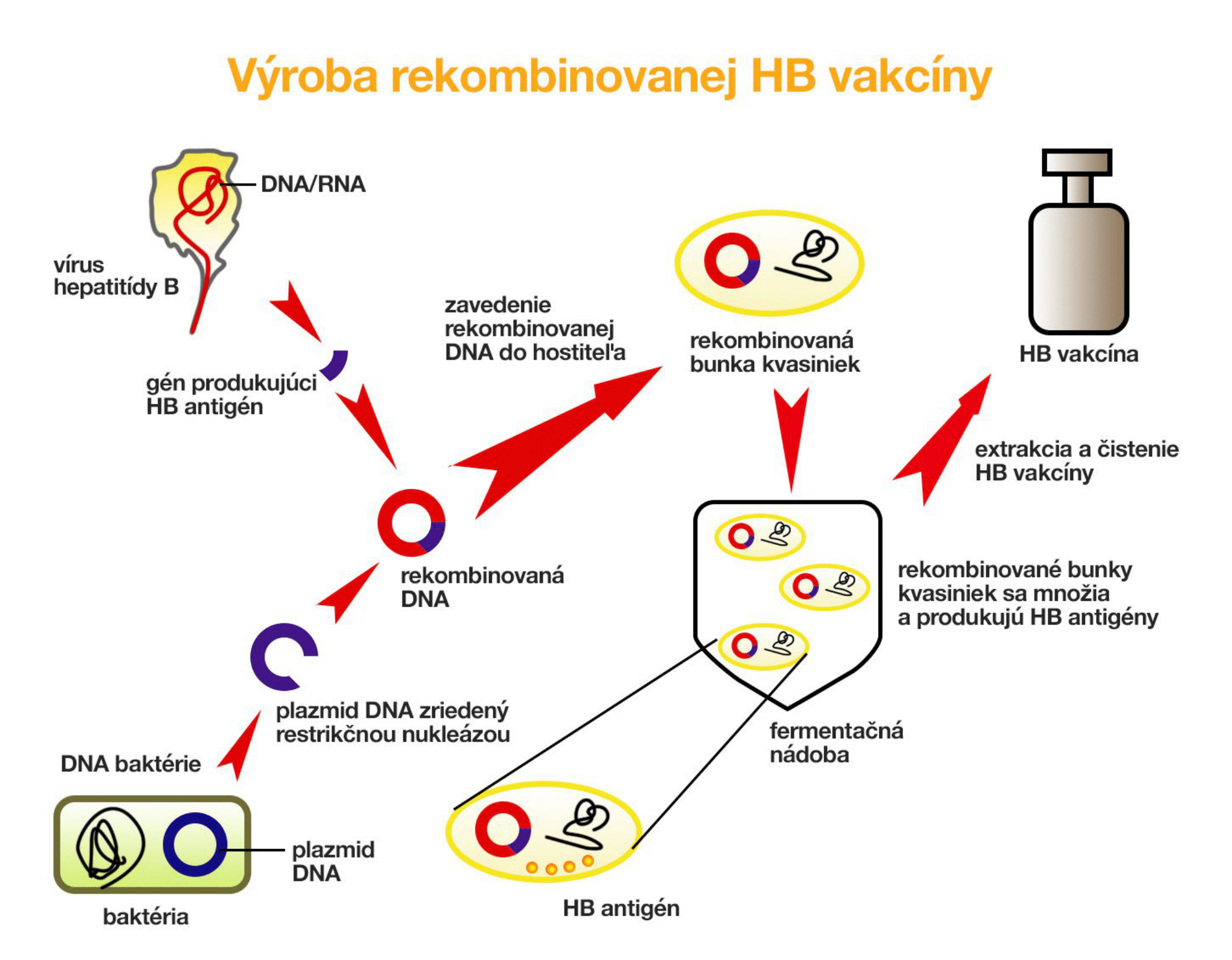 vyroba rekombinovanej HB vakciny